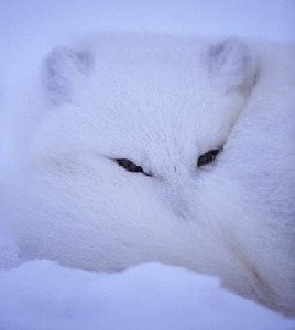 （HP同人）白狐